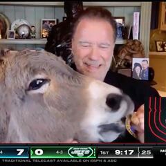 Watch Arnold Schwarzenegger feed his donkey on ManningCast