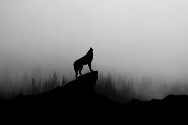 Humanizar a los animales