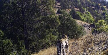 Species population numbers “plummet by 69%”, more evidence of Earth’s mass extinction
