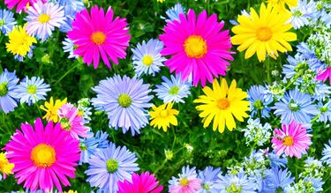 De baño de flores a limpieza energética: los rituales para recibir el equinoccio de primavera en México este 2025