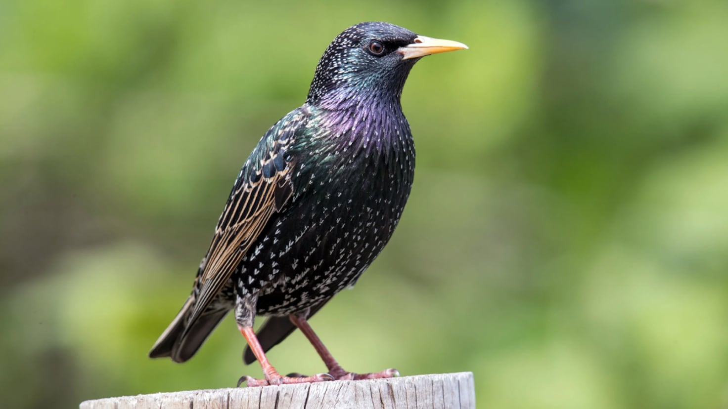 ¡Increíble! El Pájaro que Graba y Reproduce Imágenes: Un Estornino Europeo Revoluciona la Ciencia