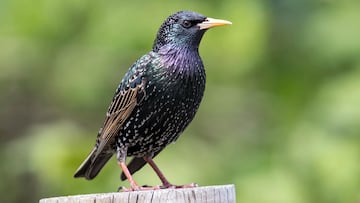 estornino europeo sturnus vulgaris