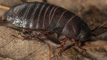 Una extinta cucaracha carnívora aparece 90 años después