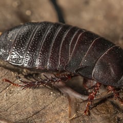 Una extinta cucaracha carnívora aparece 90 años después