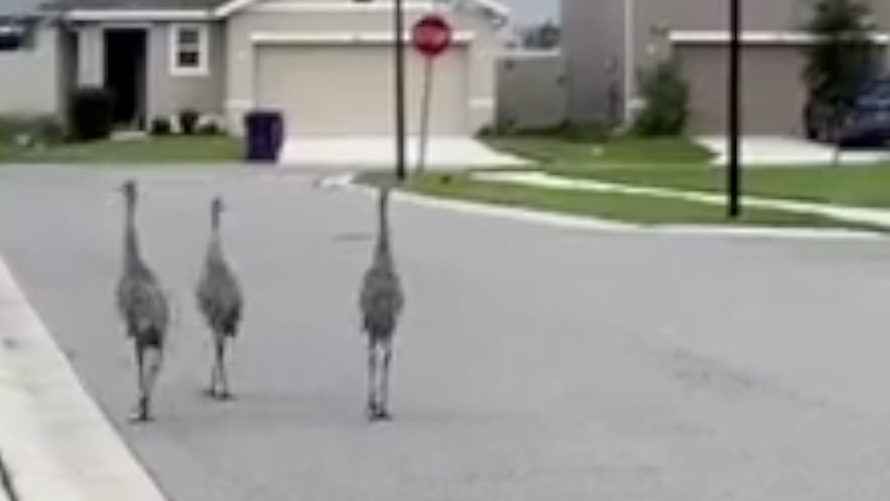 Aves emiten terrorífico sonido para alertar por huracán Milton en Florida