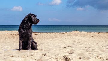 Las playas para perros en verano de 2024: estos son los lugares donde puedes ir con tu mascota