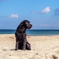 Do you have a dog? You could be missing out on an IRS tax deduction if you meet these requirements