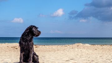 Tax deductions available for dog owners