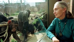 Muere Jane Goodall, la mujer que revolucionó el estudio de los primates