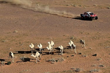 Los camellos se escapan mientras el piloto sudafricano Henk Lategan de Toyota Gazoo Racing W2rc y el copiloto sudafricano Brett Cummings compiten en la quinta etapa. 