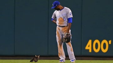 Lorenzo Cain contempla divertido como el gatito conocido como &#039;Rally Cat&#039; pasa a su lado en el duelo entre Kansas City Royals y St. Louis Cardinals.