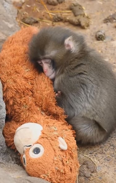 Xavi Cañellas, experto en psiconeuroinmunología: “El apego temprano moldea nuestra respuesta al estrés”