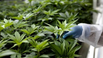 La marihuana como uso recreativo: Por cuánto se ha aprobado y qué implicaciones tendrá
