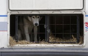 Bonitas imágenes de una de las carreras de trineos con perros más largas del continente. Cada año llegan a la aldea checa de Destne corredores de todas partes de Europa.