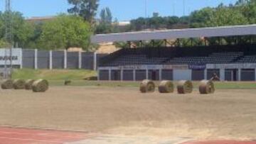 En el Municipal de Plasencia ya plantan el césped viejo del estadio rojiblanco.