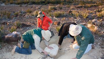 ¿Se podrían revivir genéticamente los dinosaurios?
