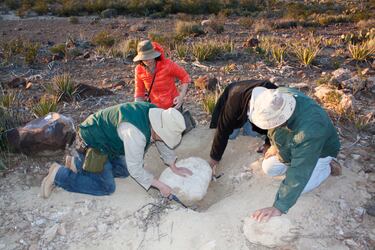 Encontrado un nuevo dinosaurio “único” en México: el Mexidracon, un terópodo con características nunca vistas