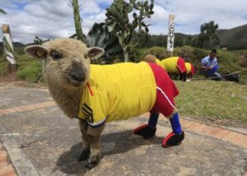 Las ovejas van al Mundial