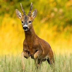 Acuerdo de colaboración de la ACE con Trofeo