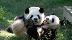 La ‘Diplomacia del Oso Panda’ y España