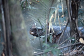 Esta subespecie del rinoceronte de Java vivió anterior
Al igual que con muchas otras especies, los dos factores principales en la disminución de las poblaciones de rinocerontes de Java vietnamitas han sido la pérdida de hábitat combinada con la caza excesiva. La caza furtiva de cuernos, un problema que afecta a todas las especies de rinocerontes. Los cuernos han sido objeto de comercio durante más de 2000 años en China, donde se cree que tienen propiedades curativas.