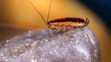 ¿Por qué hay más cucarachas en verano y cómo evitar las plagas de insectos?