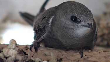El increíble animal que puede pasar casi un año sin tocar el suelo: come, duerme e incluso copula en pleno vuelo