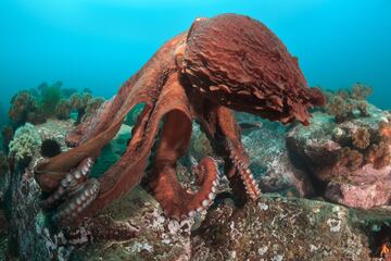 El 'Enteroctopus dofleini' es el pulpo más grande que se conoce, con 9 m de longitud. Crece más y vive más tiempo que cualquier otra especie de pulpo.