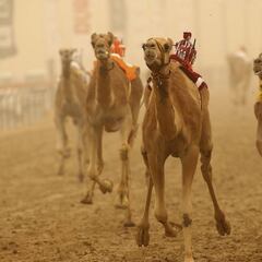Las carreras de camellos son el deporte de los jeques