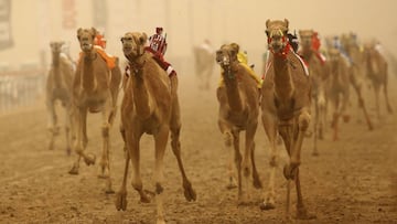 Las carreras de camellos son el deporte de los jeques