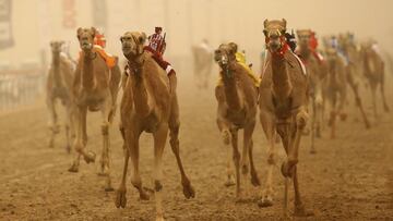 Las carreras de camellos son el deporte de los jeques