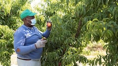 Un temporero de fruta, en una finca de Zaid&iacute;n (Huesca), una de las localidades afectadas por el brote de Arag&oacute;n.