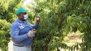 Un temporero de fruta, en una finca de Zaidín (Huesca), una de las localidades afectadas por el brote de Aragón.