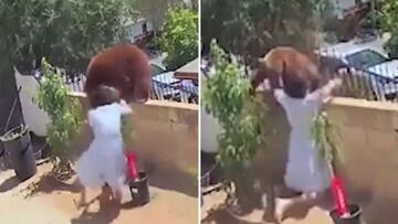 50-year-old woman fights off giant bear to defend her dogs at home