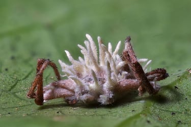 Hallado un hongo cordyceps en Escocia que convierte a las arañas en zombis como en ‘The Last of Us’