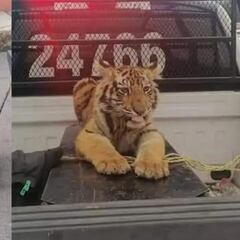 Capturan tigre que paseaba por calles de Cuautitlán Izcalli