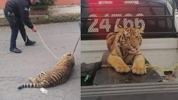 Capturan tigre que paseaba por calles de Cuautitlán Izcalli