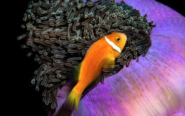 Los tentáculos de esta colorida anémona se balancean en el agua, exponiendo un pez anémona de Maldivas, una especie endémica que solo se encuentra en unos puntos muy concretos de Maldivas. La foto se tomó con las ola rompiendo justo encima, explica el fotógrafo. 