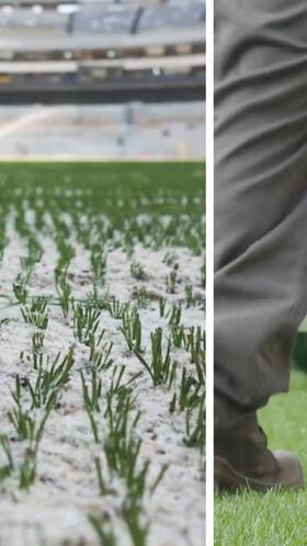 Vídeo: Así reconstruyeron el césped del Estadio Banorte