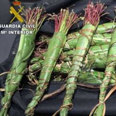 El khat, la ‘cocaína africana’, se expande por España