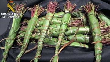 El 'Khat', la cocaína africana que se abre paso en España. Foto (Guardia Civil).