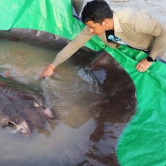 Pescan al pez de agua dulce más grande del mundo