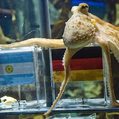 El oráculo, el pulpo Paul