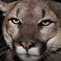 Una madre lucha con un puma para salvar a su hijo de 5 años