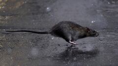 FILE PHOTO: A rat runs across a sidewalk in the snow in the Manhattan borough of New York City, New York, U.S., December 2, 2019. REUTERS/Carlo Allegri/File Photo