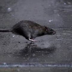 Nueva York ya tiene a su ‘zarina antirratas’