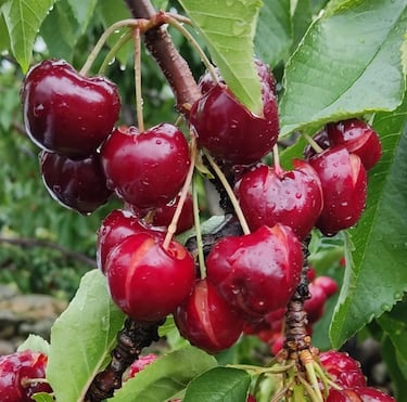El desastre de la campa?a de cerezas del Valle del Jerte causa p¨¦rdidas de 80 millones de euros