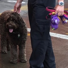 El perro 'bombero' que rescata a una mujer que planeaba suicidarse