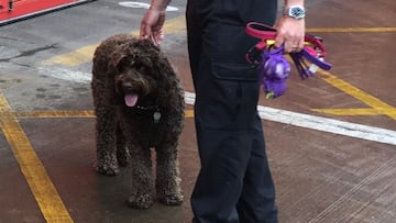 El perro 'bombero' que rescata a una mujer que planeaba suicidarse
