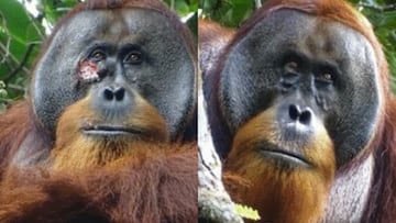 El orangután Rakus, el primero al que han visto curarse una herida con una planta medicinal
